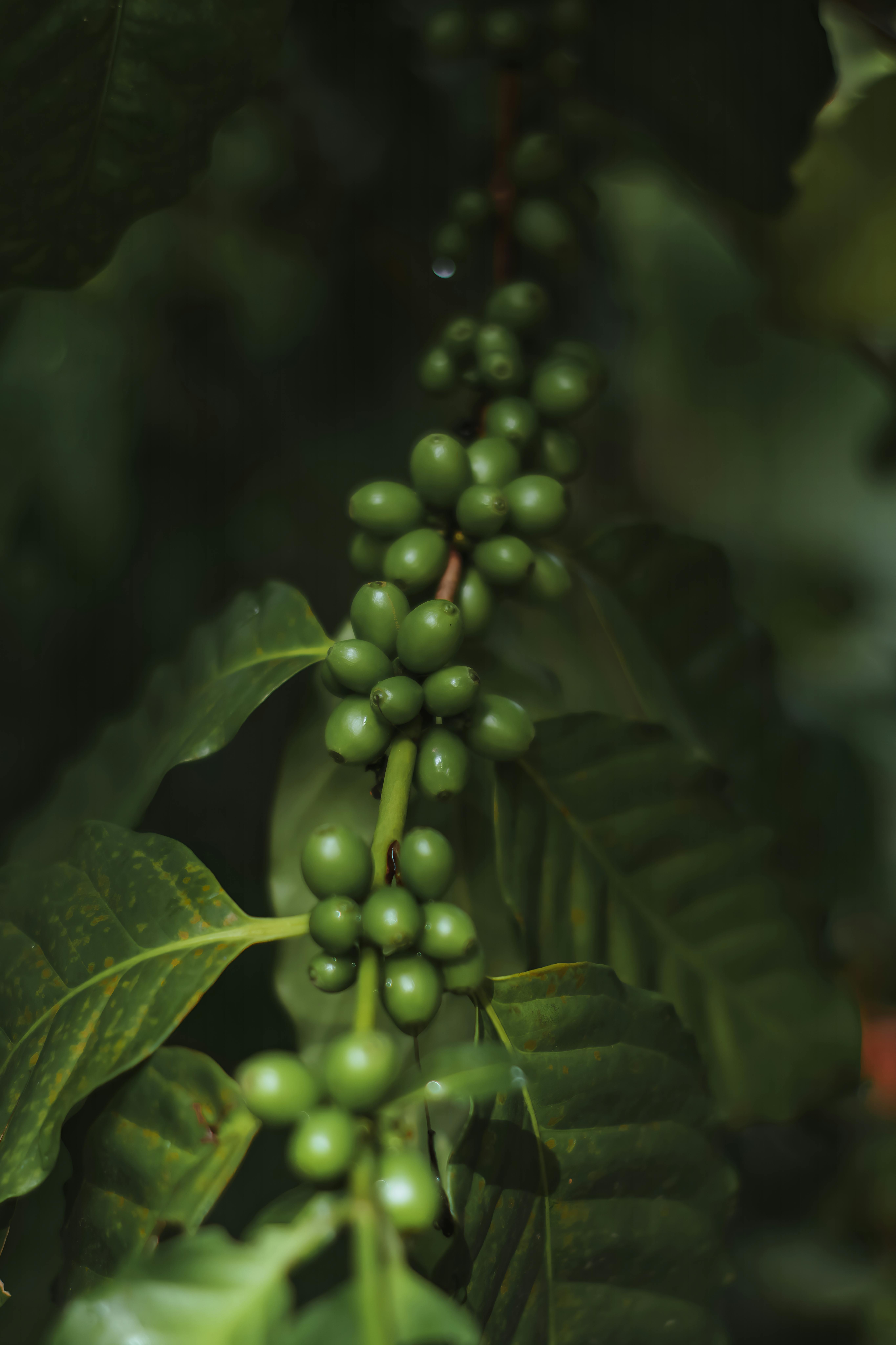 Green coffee beans — Sumatra Mandheling