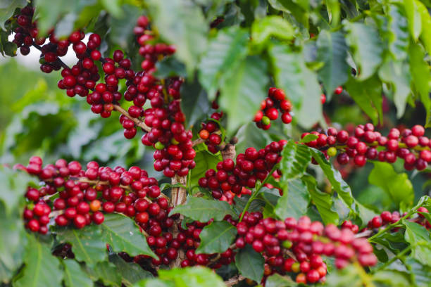 Ripening Indonesian coffee cherries on the branch
